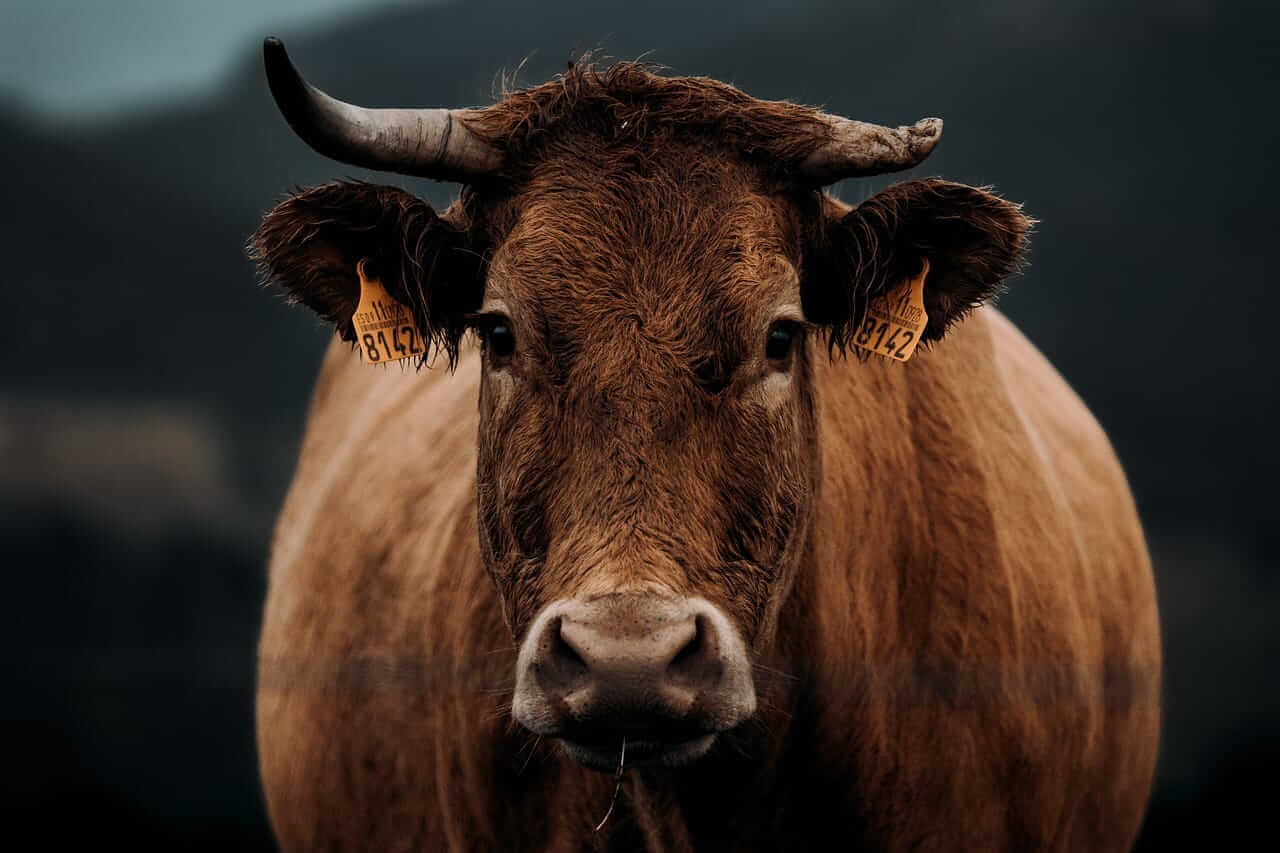 Cattle Look to Thursday Trade, Following Weaker Beef and Cash Trade