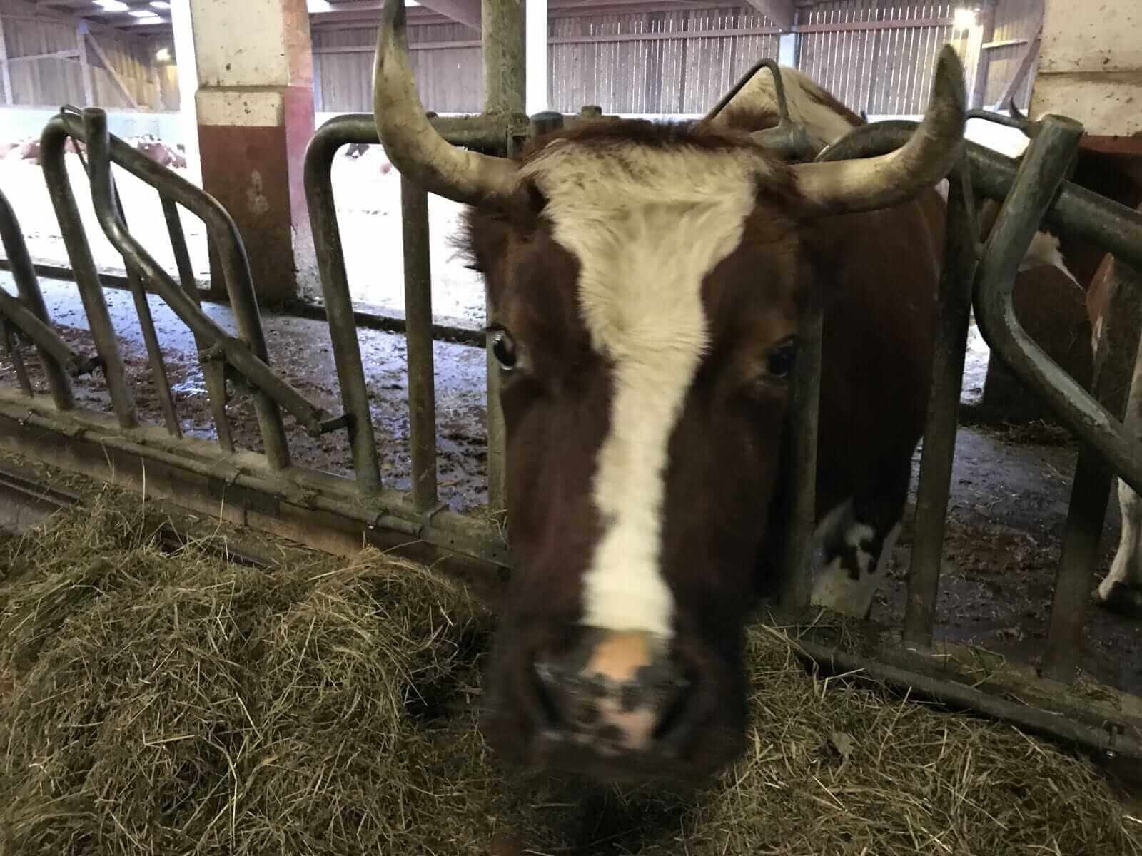 Cattle Extends Losses to Wednesday