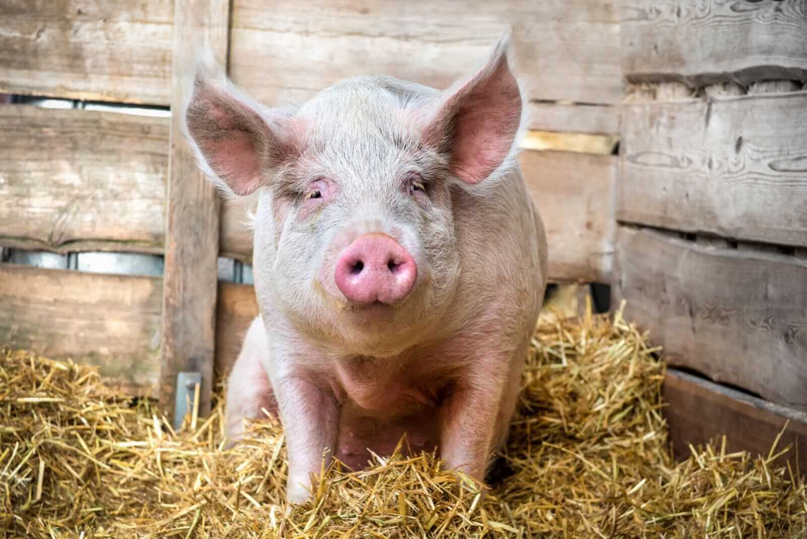 Hogs Close Thursday with Strength